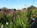 2011-10-20 09-58-08 Rando Parc de La Courneuve CGn